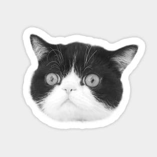 Isolated cat head. Sticker